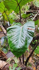 Colocasia