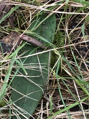 Chiloglottis trapeziformis