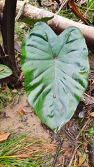 Colocasia