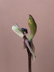 Chiloglottis trapeziformis