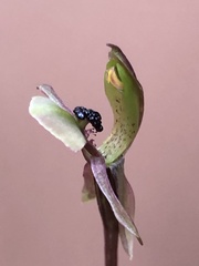 Chiloglottis trapeziformis