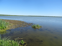 Potamogeton lucens