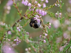 Bombus