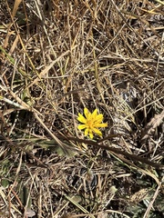 Cichorieae