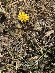 Cichorieae