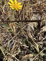 Cichorieae