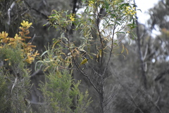 Nesoptilotis leucotis
