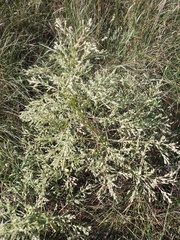 Axyris amaranthoides