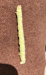Biston betularia