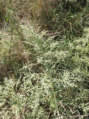 Axyris amaranthoides