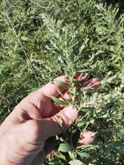 Axyris amaranthoides