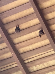 Cynopterus brachyotis