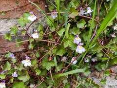 Cymbalaria muralis