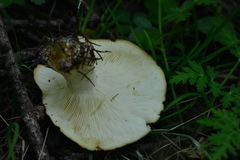Leucopaxillus gentianeus
