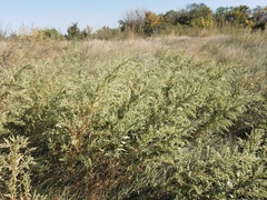 Axyris amaranthoides