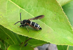 Paranthrene tabaniformis