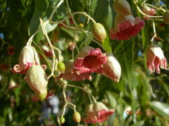 Brachychiton populneus