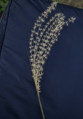 Miscanthus sinensis