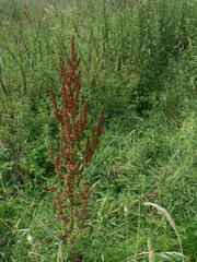 Rumex
