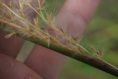 Miscanthus sinensis