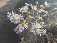 Aster altaicus