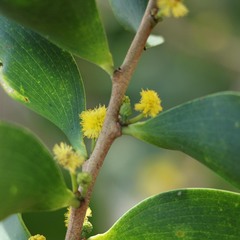 Acacia simplex