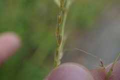 Miscanthus sinensis