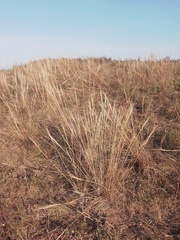 Stipa capillata