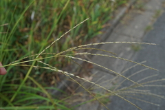 Miscanthus sinensis