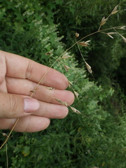 Bromus