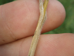 Bromus