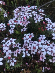 Adenandra