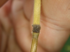 Bromus
