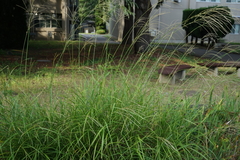 Miscanthus sinensis