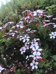 Adenandra
