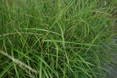 Miscanthus sinensis