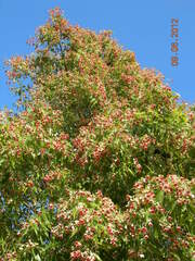 Brachychiton populneus