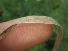 Bromus