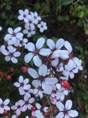 Adenandra