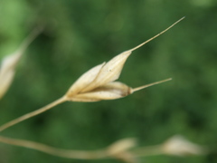 Bromus