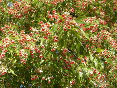 Brachychiton populneus