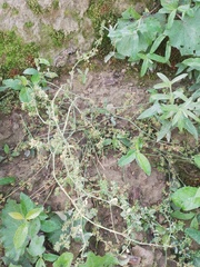 Polygonum arenastrum