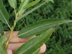 Salix euxina