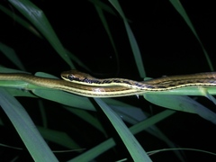 Dendrelaphis pictus