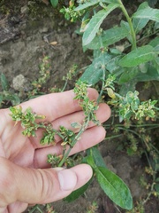 Polygonum arenastrum