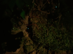 Arachnocampa luminosa