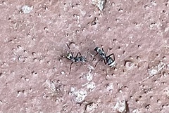 Camponotus parius