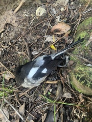 Lanius collaris collaris