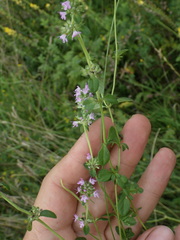 Thymus pulegioides