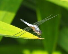 Brachydiplax chalybea